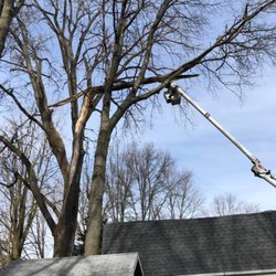 Absher Tree Service - Above house