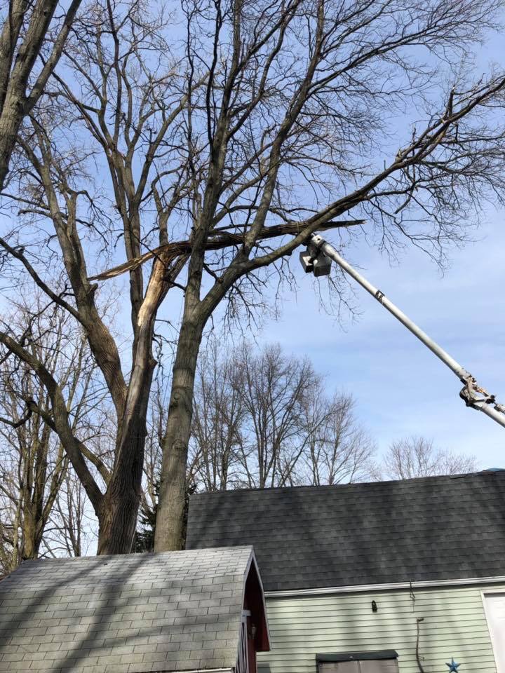 ABSHER TREE SERVICE Wakeman, Ohio Tree Services Phone Number Yelp