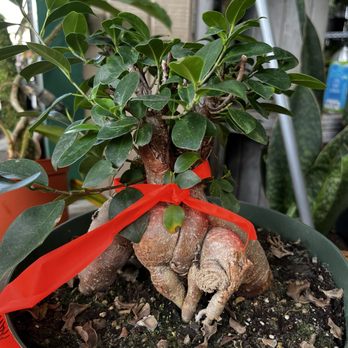 Tall Plants - Bonsai tree - Nurseries & Gardening Near Me - Houston, Texas