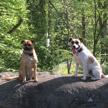 Petsense - My two pups who love the groomers at PetSense - Pet Groomers Near Me - Sevierville, Tennessee