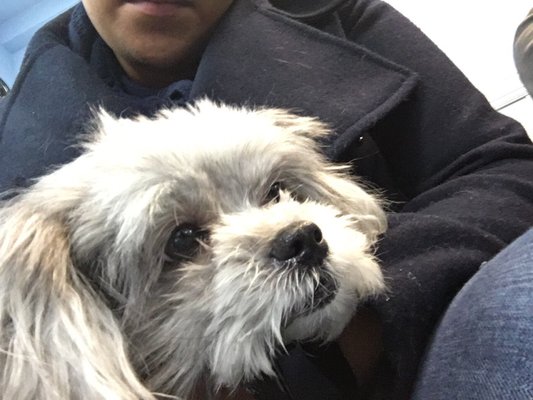 armory animal hospital bronx