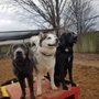 Photo of Happy Tails Doggie Daycare & Boarding
