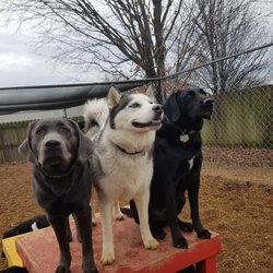 Happy Tails Doggie Daycare Boarding Gift Greeting Cards