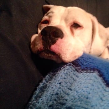Suntar's Kennels - Fergie says "take me to Suntar's to play with my buddies" - Pet Sitting Near Me - Saco, Maine