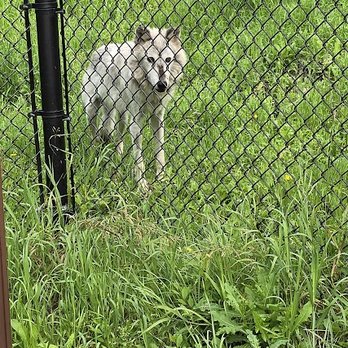 Assiniboine Park Zoo - July 23, 2024 - Zoos Near Me - Winnipeg, Manitoba Assiniboine Park Zoo - July 23, 2024 - Zoos Near Me - Winnipeg, Manitoba