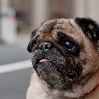 Behave Atlanta - Pet Training Near Me Behave Atlanta - Pet Training Near Me