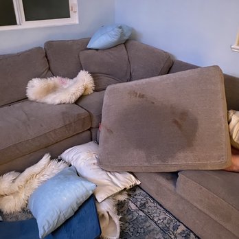 Quick N Clean Carpet Care - Family member is under the pillow he barfed on. - Carpet Cleaning Near Me Quick N Clean Carpet Care - Family member is under the pillow he barfed on. - Carpet Cleaning Near Me