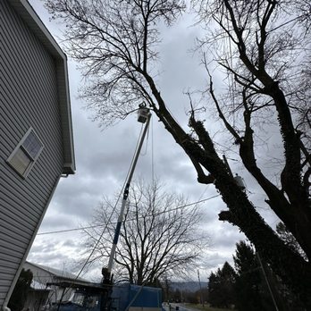 Blue Mountain Tree Company - Tree Services Near Me - Pine Grove, Pennsylvania