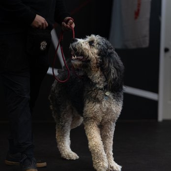 Next-Door K9 Solutions-Day Training - Pet Training Near Me - Sanford, North Carolina Next-Door K9 Solutions-Day Training - Pet Training Near Me - Sanford, North Carolina