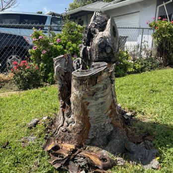 Valley Tree Solutions - Before - Tree Services Near Me Valley Tree Solutions - Before - Tree Services Near Me