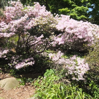 Brooklyn Botanic Garden - Botanical Gardens Near Me - Brooklyn, New York