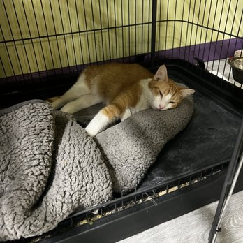 The Kitty Beautiful - Cafes Near Me - Orlando, Florida The Kitty Beautiful - Cafes Near Me - Orlando, Florida