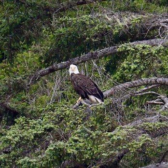 Neskowin Beach State Park - Bald Eagle on Proposal Rock! - Beaches Near Me Neskowin Beach State Park - Bald Eagle on Proposal Rock! - Beaches Near Me