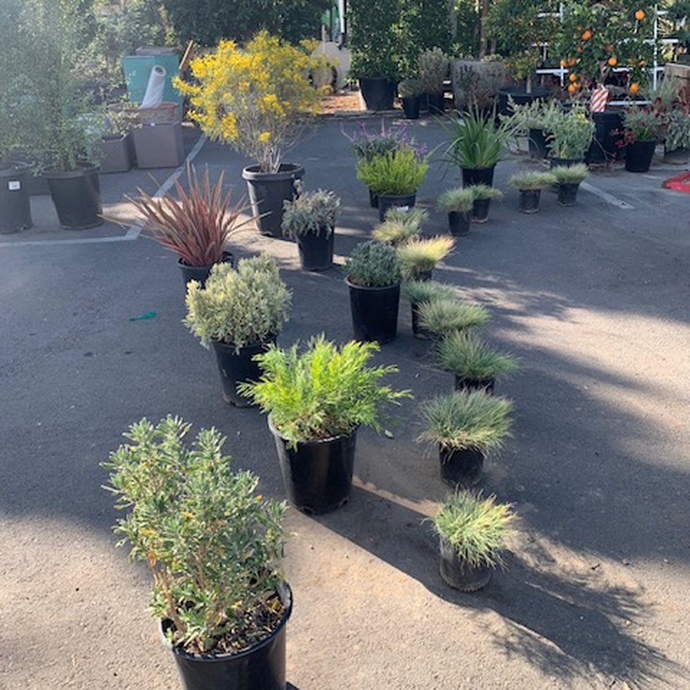 The Standard Design Group Nurseries - A selection of plants Keith brought-up for us to consider for our garden. - Nurseries & Gardening Near Me - North Hollywood, California