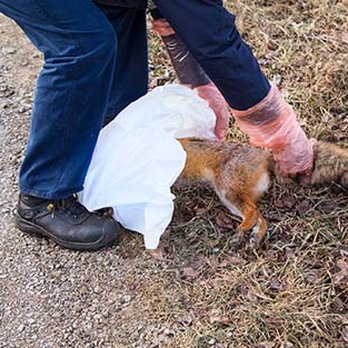 J's Wildlife Removal & Animal Control Service - Wildlife Control Near Me J's Wildlife Removal & Animal Control Service - Wildlife Control Near Me