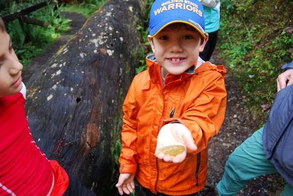 Redwood Adventures by null