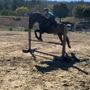 Photo of Friends of Bear Creek Stables