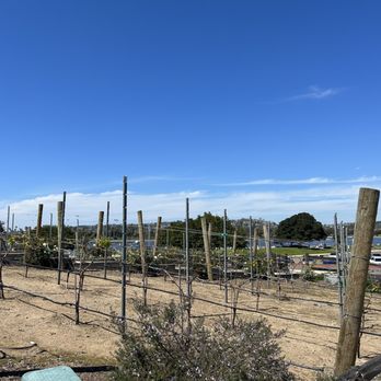 Superbloom - garden next to cafe - Coffee & Tea Near Me - San Diego, California Superbloom - garden next to cafe - Coffee & Tea Near Me - San Diego, California