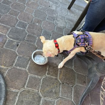 Tac/Quila - Pup friendly - Tapas/Small Plates Near Me - Palm Springs, California Tac/Quila - Pup friendly - Tapas/Small Plates Near Me - Palm Springs, California