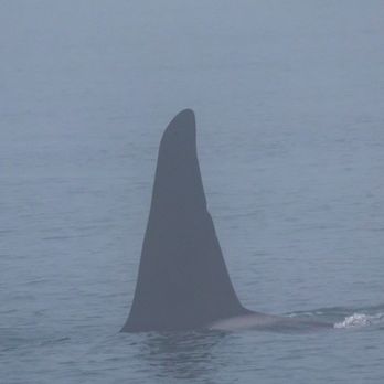 FRS Clipper - Huge fin!! - Travel Services Near Me - Seattle, Washington FRS Clipper - Huge fin!! - Travel Services Near Me - Seattle, Washington