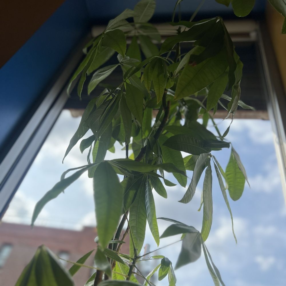Caravan Chicken - Beautiful Plants - Latin American Near Me - Astoria, New York
