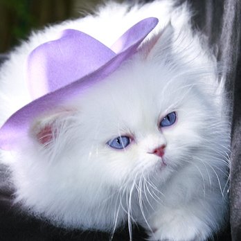 Persian Kittens - Persian Kittens Image - Pet Breeders Near Me - Chicago, Illinois Persian Kittens - Persian Kittens Image - Pet Breeders Near Me - Chicago, Illinois