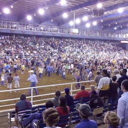 after the calf scramble after the calf scramble