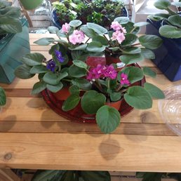 African violet African violet