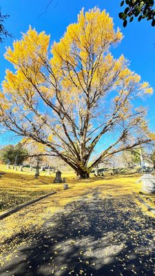 Grave of Colonel Harland Sanders by null