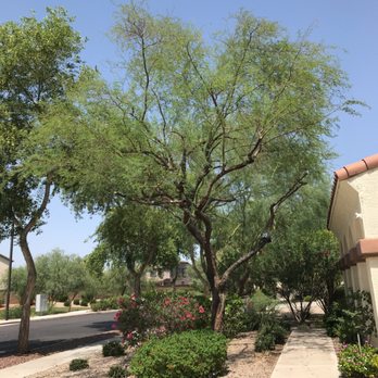 Top Leaf Tree Service - Photo is after the awesome tree trimming of my two trees by Emilio and Matthew with TLTS. Excellent service, good communication. - Tree Services Near Me - Mesa, Arizona