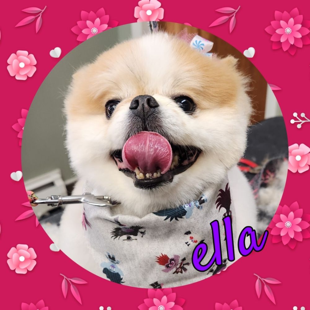 KATIE THE ANIMAL GROOMER Updated August 2024 32 Photos 4003