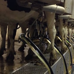 Stencil Farms
