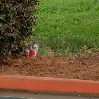 Ameris Bank - One of the strays came out to say hi! - Banks & Credit Unions Near Me - Marietta, Georgia