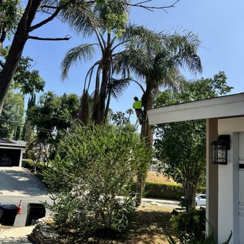All Around Arborist - Removing palm trees - Tree Services Near Me All Around Arborist - Removing palm trees - Tree Services Near Me