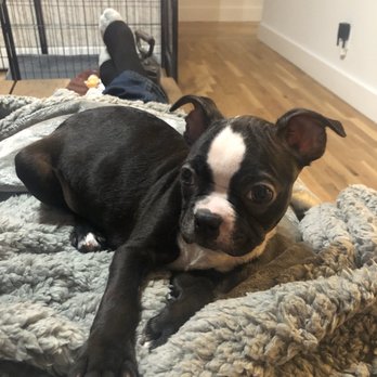 selmers petland puppies