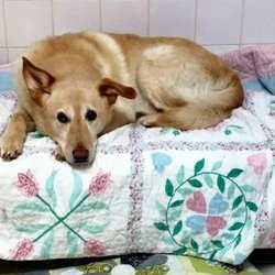 Interlude Pet Resort & Spa