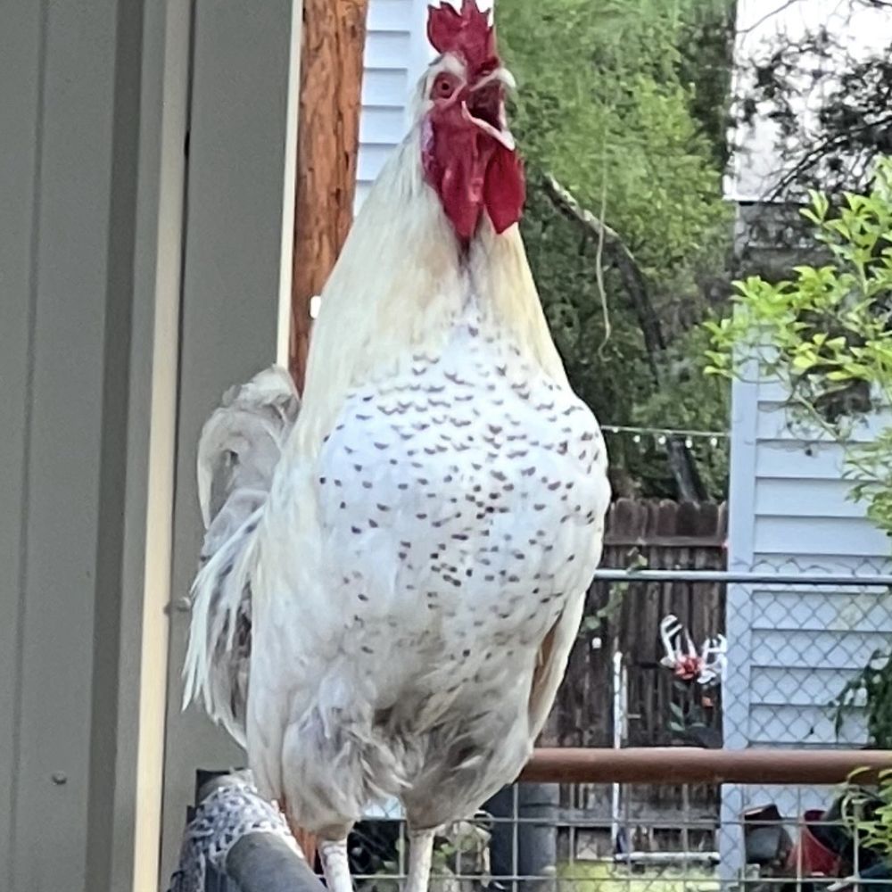 The Roost - A Rooster - Vacation Rentals Near Me - Lakehills, Texas The Roost - A Rooster - Vacation Rentals Near Me - Lakehills, Texas