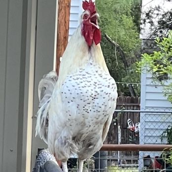 The Roost - A Rooster - Vacation Rentals Near Me - Lakehills, Texas The Roost - A Rooster - Vacation Rentals Near Me - Lakehills, Texas
