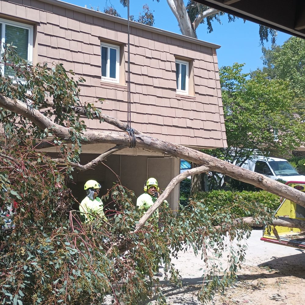 Gold Coast Tree Service - Tree Services Near Me - Simi Valley, California Gold Coast Tree Service - Tree Services Near Me - Simi Valley, California
