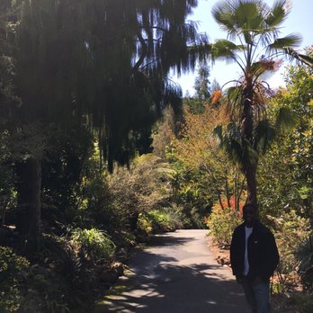 UC Botanical Garden at Berkeley - Weeping willow in Australia section - Botanical Gardens Near Me - Berkeley, California UC Botanical Garden at Berkeley - Weeping willow in Australia section - Botanical Gardens Near Me - Berkeley, California