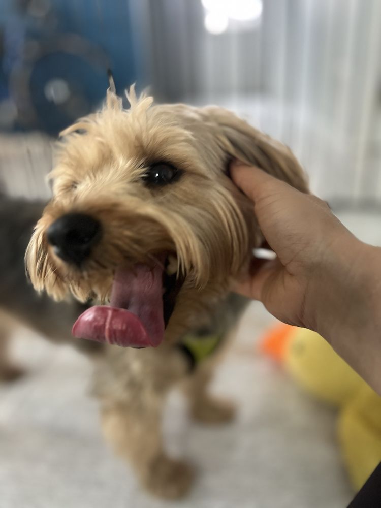 Happy Puppies - pet boarding facility in Tampa Bay, FL
