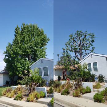 Luis Tree Service - Tree Services Near Me Luis Tree Service - Tree Services Near Me