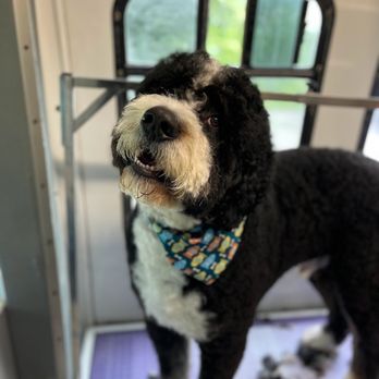 Fluff it! Pet Spa - Pet Groomers Near Me Fluff it! Pet Spa - Pet Groomers Near Me