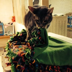 Independent Cat Society - Chester from Scruffy's room