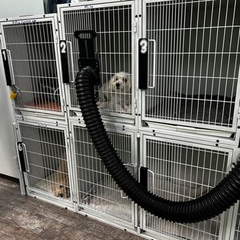 Doggy Balboa Grooming Studio - Crates inside the studio. - Pet Groomers Near Me - Van Nuys, California Doggy Balboa Grooming Studio - Crates inside the studio. - Pet Groomers Near Me - Van Nuys, California