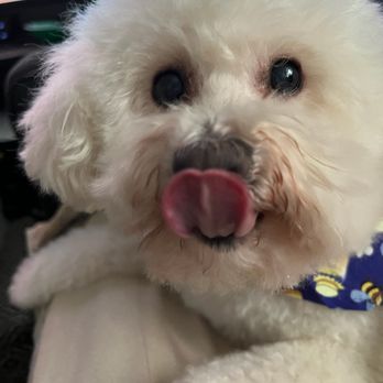 Bark Barber - Pet Groomers Near Me Bark Barber - Pet Groomers Near Me