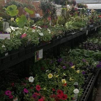 Primex Garden Center - Green house - Nurseries & Gardening Near Me - Glenside, Pennsylvania Primex Garden Center - Green house - Nurseries & Gardening Near Me - Glenside, Pennsylvania