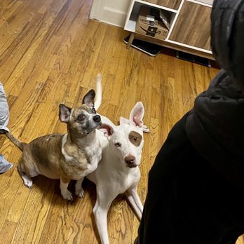 Dogboy NYC - mid training session - Pet Training Near Me - Brooklyn, New York