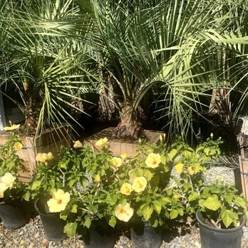 Curby's Nursery - Nurseries & Gardening Near Me - Temecula, California