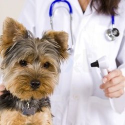 Lantana-Atlantis Animal Hospital - Dr. Evan Kadish and Dr. Kirsten Love have completed the Vet-Stem Credentialing Course that they needed to be able to utilize ...
